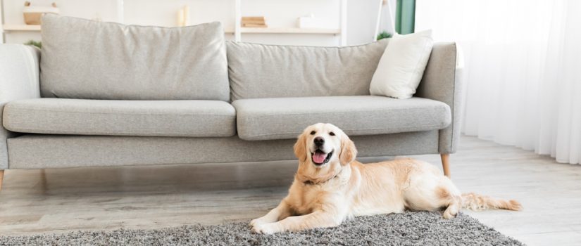 Will Professional Carpet Cleaning Remove Pet Odors?