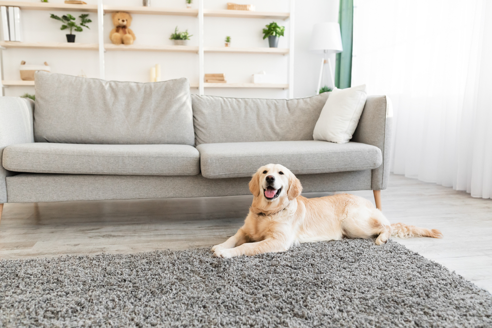 Will Professional Carpet Cleaning Remove Pet Odors?