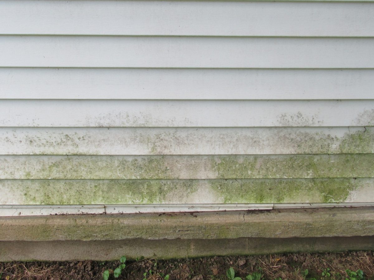 Addressing Mold Issues in Your Home - This Old House
