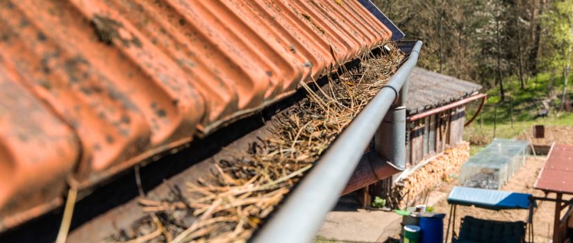 gutter filled with pine needles