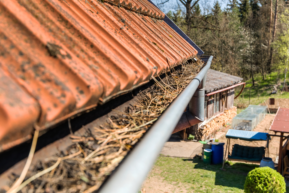 gutter filled with pine needles