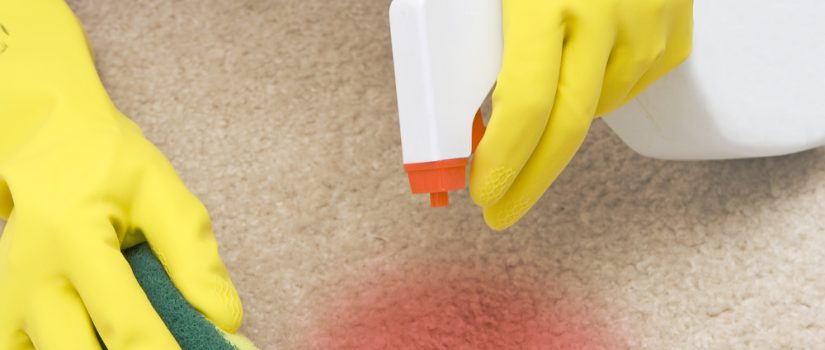person with yellow gloves wipes up carpet stain